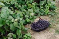 Kaboompics - Purple Bean Crop Framed by Green Garden Leaves