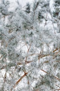 Kaboompics - Snow-Dusted Pine Branches Against a Pale Sky