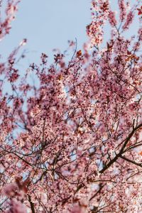 Kaboompics - Close-Up Cherry Plum Blossom Canopy with Blue Sky Details