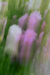 Kaboompics - Pink and White Blossoms in a Flowing Floral Background