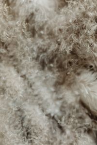 Kaboompics - Macro Detail of Pale Gray Down Feather Texture