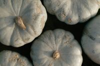 Kaboompics - Close-Up of Pale Blue Heirloom Pumpkins
