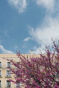 Kaboompics - Judas trees in blossom at springtime in Madrid, Spain