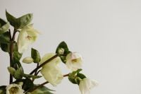 Kaboompics - Easter Delights - Spring Flowers and Minimalist Tableware