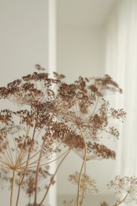 Kaboompics - Dried Umbel Flowers in Soft Natural Light