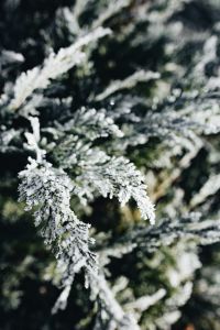 Kaboompics - Soft-Focus Winter Macro of Frosted Evergreen Needles against a Dark Woodland Background