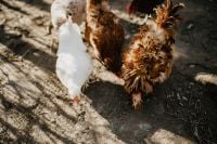 Kaboompics - Farm chicken eating seeds
