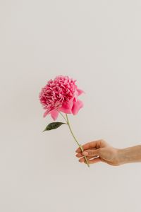 Kaboompics - Hand Holding a Pink Peony on a Light Neutral Background