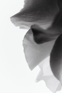 Kaboompics - Abstract Translucent Petals Black And White Floral Fine Art
