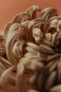 Kaboompics - Warm Neutral Chrysanthemum Petals Close-Up