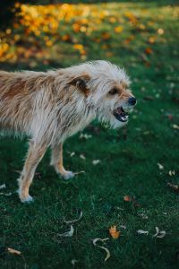 Dog in an autumn garden