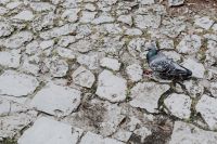 Kaboompics - Old brick and stone pavements and pigeon