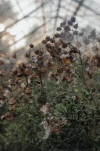 Kaboompics - Dried Plants and Greenhouse Roof Reflections in Soft Light