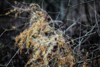Kaboompics - Dry Golden Foliage and Fine Twigs in Forest Close-Up