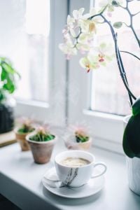 Coffee in Morning Light