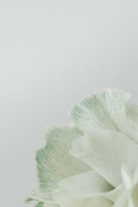 Kaboompics - Colorful carnations flowers - Dianthus caryophyllus