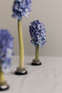 Kaboompics - Blue Hyacinths in Kenzan with Layered Foreground and Background Blur