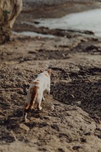 Kaboompics - White and Orange Cat Walking Along a Rocky Shore