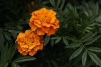 Kaboompics - Two Orange Marigold Flowers in a Lush Autumn Garden