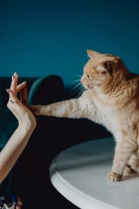 Kaboompics - Side View of a Ginger Cat Stretching Its Paw Toward a Raised Hand