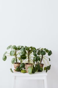 Kaboompics - Pilea Peperomioides Indoor Plant With Fresh Foliage