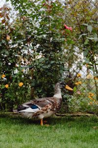 Kaboompics - Single Duck Standing on Grass Beside a Garden Fence