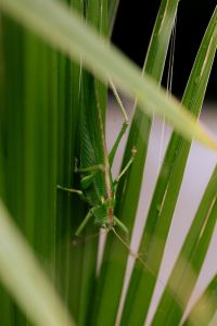 Green Grasshopper on Palm Leaves with Nature Close-Up Backgrounds