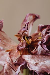 Kaboompics - Macro Dried Burgundy Flower Petals