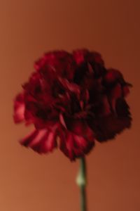 Kaboompics - Dark Burgundy Flower Portrait on Warm Orange Background