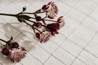 Kaboompics - Burgundy and White Masterwort Stems on Gridded Fabric, Horizontal Floral Background with Copy Space