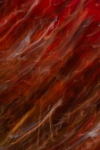 Kaboompics - Red Plum Tree Blur Texture Background