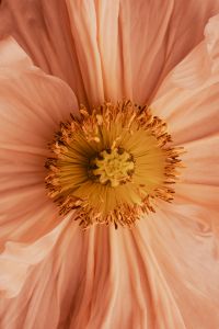 Kaboompics - Pantone 2024 Peach Flower Close-Up