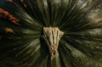 Kaboompics - Close-Up of a Striped Green Heirloom Pumpkin
