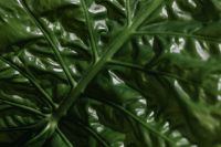 Kaboompics - Close-Up Alocasia Leaf Texture