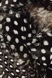 Kaboompics - Black Spotted Feather Texture with Fine Barbs and Down