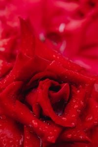 Kaboompics - Abstract Red Rose Petals with Water Droplet Texture