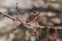 Kaboompics - Red Berries and Fine Twigs in Autumn Woodland