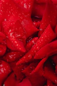 Kaboompics - Abstract Red Rose Petal Texture with Rain Drops