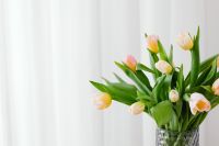 Kaboompics - Pink and Yellow Tulip Bouquet Beside a Sheer Curtain for Spring Blog Backgrounds