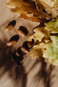 Kaboompics - Flat Lay of Acorns and Oak Leaves on Beige Fabric