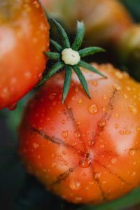 Kaboompics - Macro Close-Up of a Rain-Dappled Red Tomato and Green Calyx