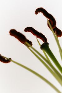 Kaboompics - Lily Stamens Close Up With Red Pollen Detail