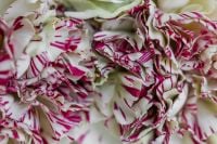 Kaboompics - Macro View of Cream Carnation Petals With Red Stripes