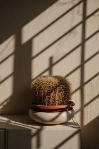Kaboompics - Cactus in a Metal Bowl with Window Shadows