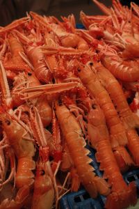 Kaboompics - Portrait Close-Up of Langoustines Displayed on Ice