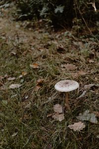 Kaboompics - White Mushroom Growing in Dry Forest Grass