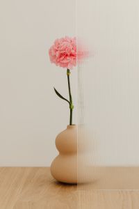 Kaboompics - Pink Carnation in Sculptural Beige Vase Beside Ribbed Glass, Minimal Still Life