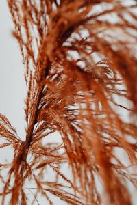 Kaboompics - Orange Pampas Grass on a Light Marble Background