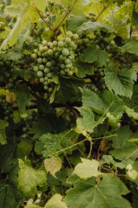 Kaboompics - Green Grapes Growing on Vine