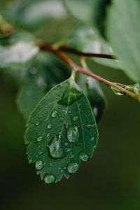Kaboompics - Water Droplets Hanging from a Soft-Focus Garden Branch